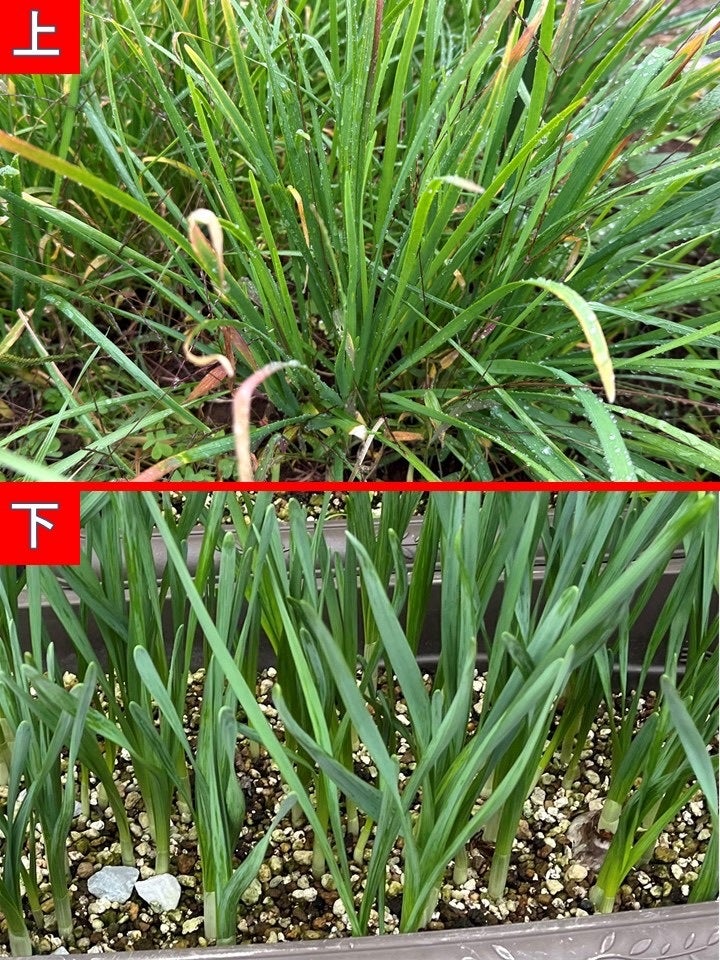 どちらが食べられるでしょう?