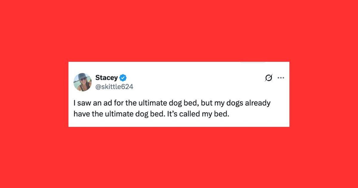 22 Of The Funniest Posts About Cats And Dogs This Week - HuffPost