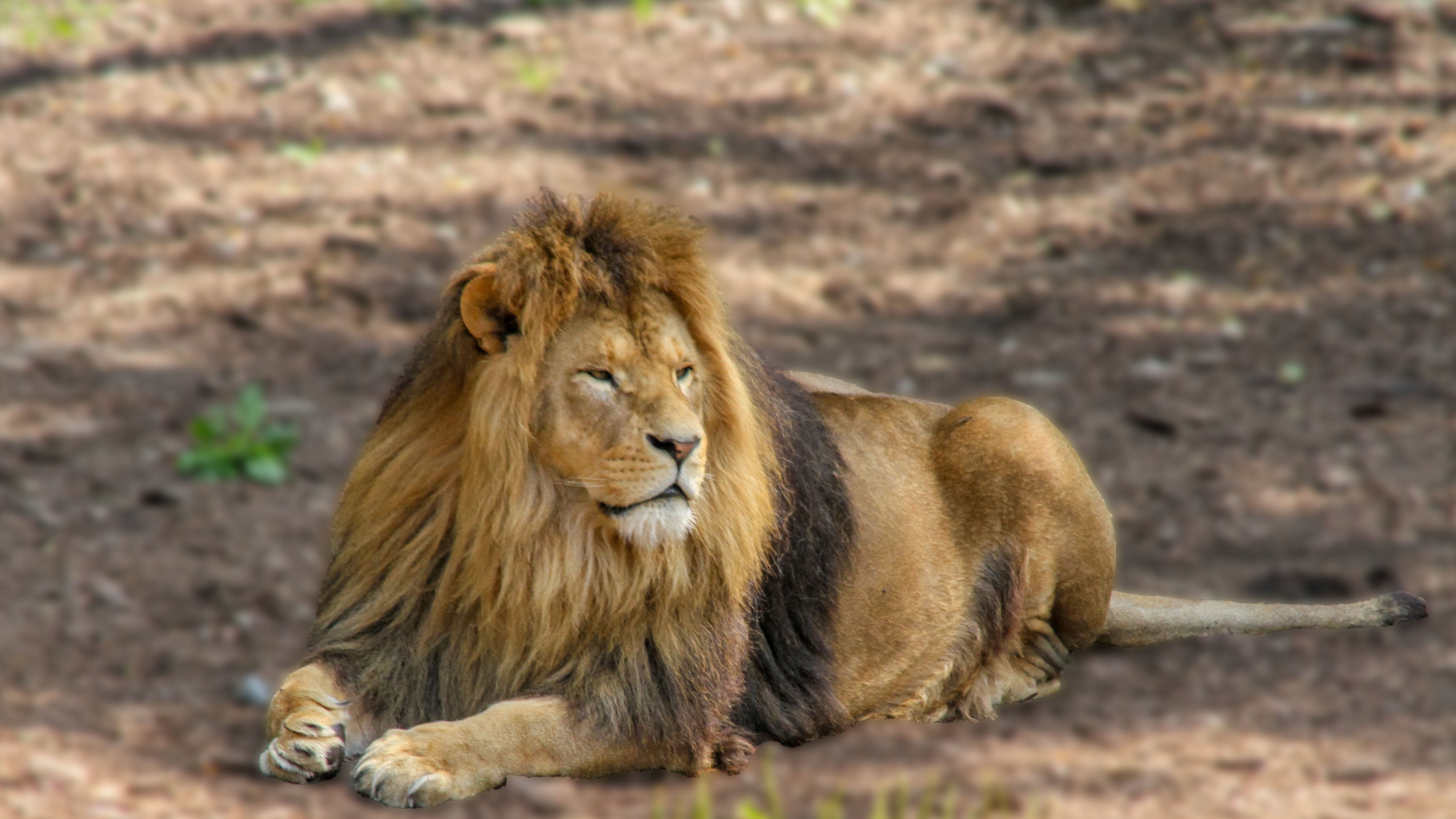 ライオンが至近距離まで接近…⇨直後、まさかの行動に「強化ガラスでよかった」「どういうサービス？」