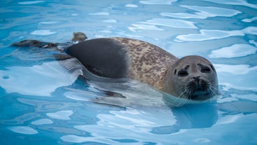 あざらし mqdefault.jpg