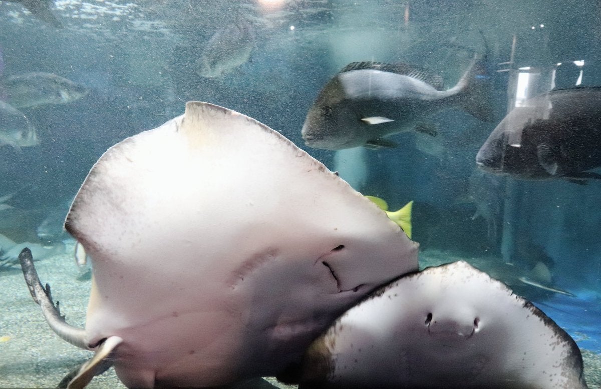 桂浜水族館のホシエイ、「すげえメンチ切るじゃん」と思ったら