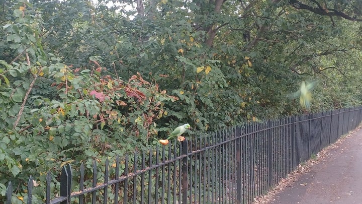 Unexpected parakeet on my one and only outdoor "retro walk". I imagine we both felt a bit out of place