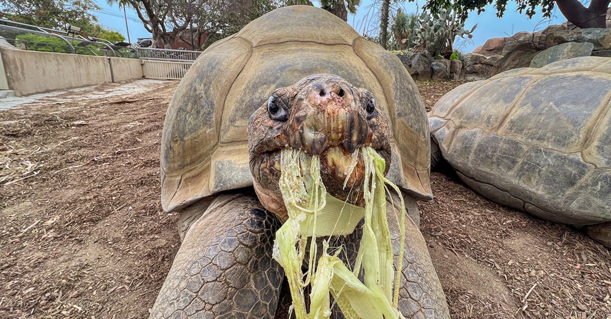 Gramma The Galapagos Tortoise, San Diego Zoo's Oldest Resident, Dies At 141