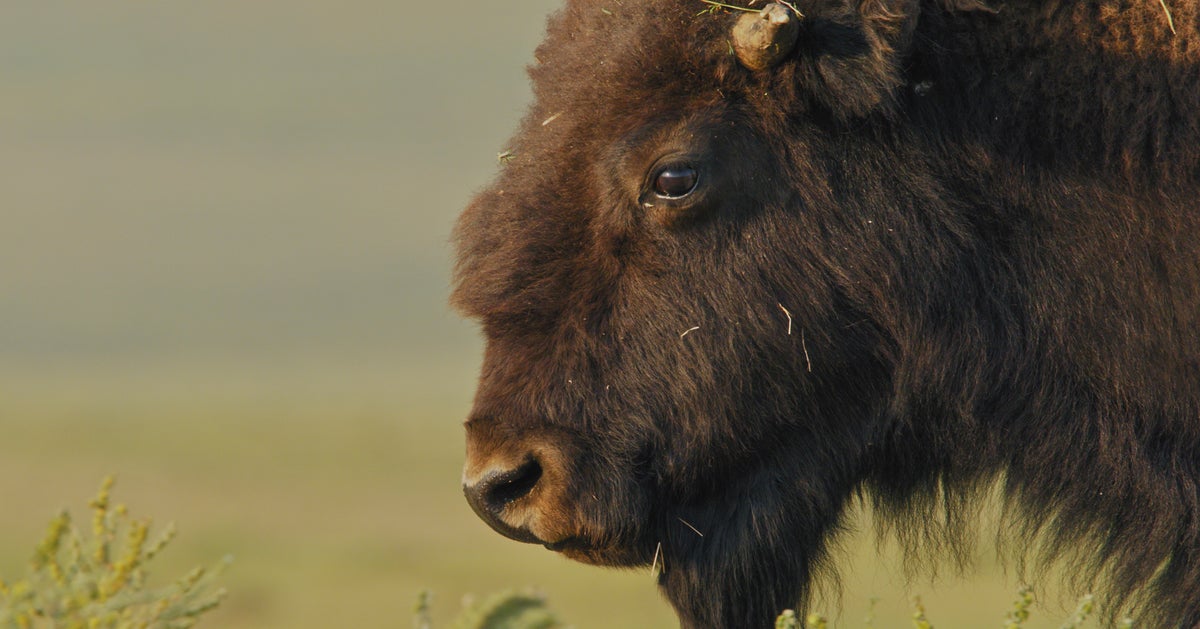 This Majestic Animal Was Brought To The Brink Of Extinction. Here’s Everything That Led To Its Triumphant Return.