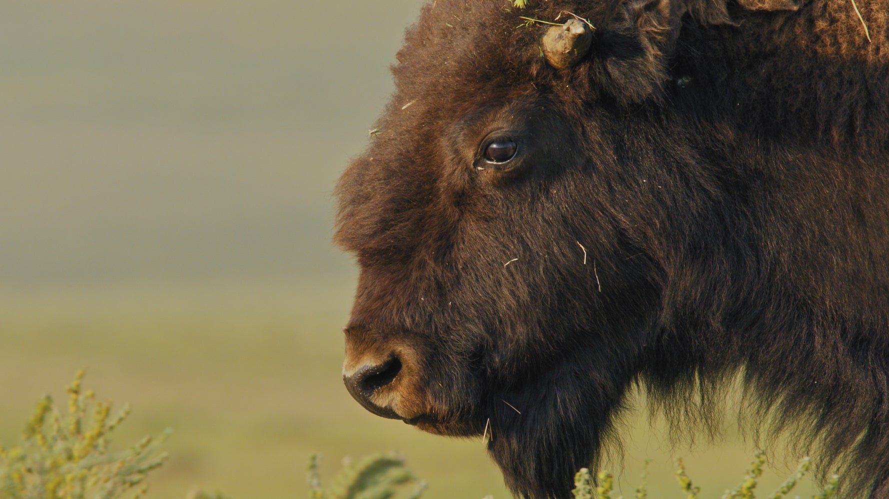 How the Bison's Return to Montana Sparked a Blackfoot Cultural Renaissance