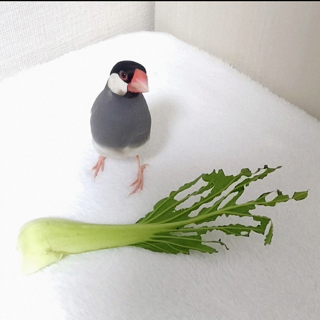 チンゲン菜の彫刻家」文鳥が新作を披露。こだわりの食べ方に「師匠