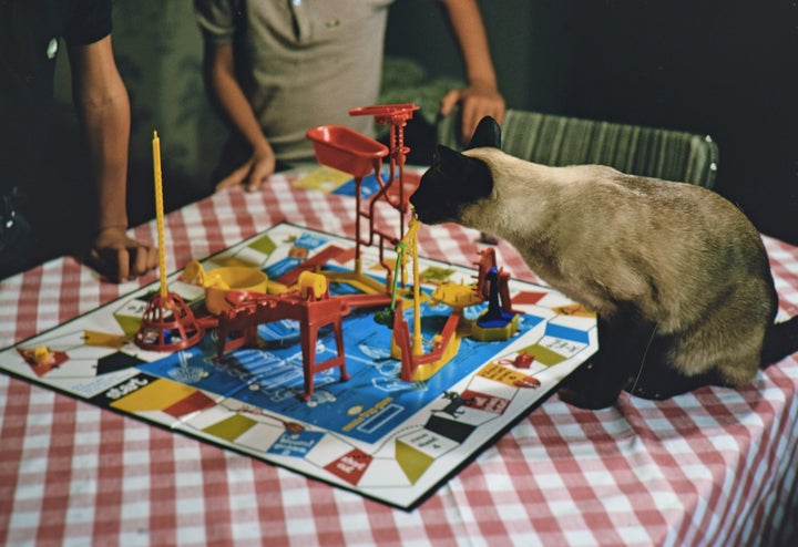 A Siamese cat takes a close look at a Mouse Trap board game in the 1960s.