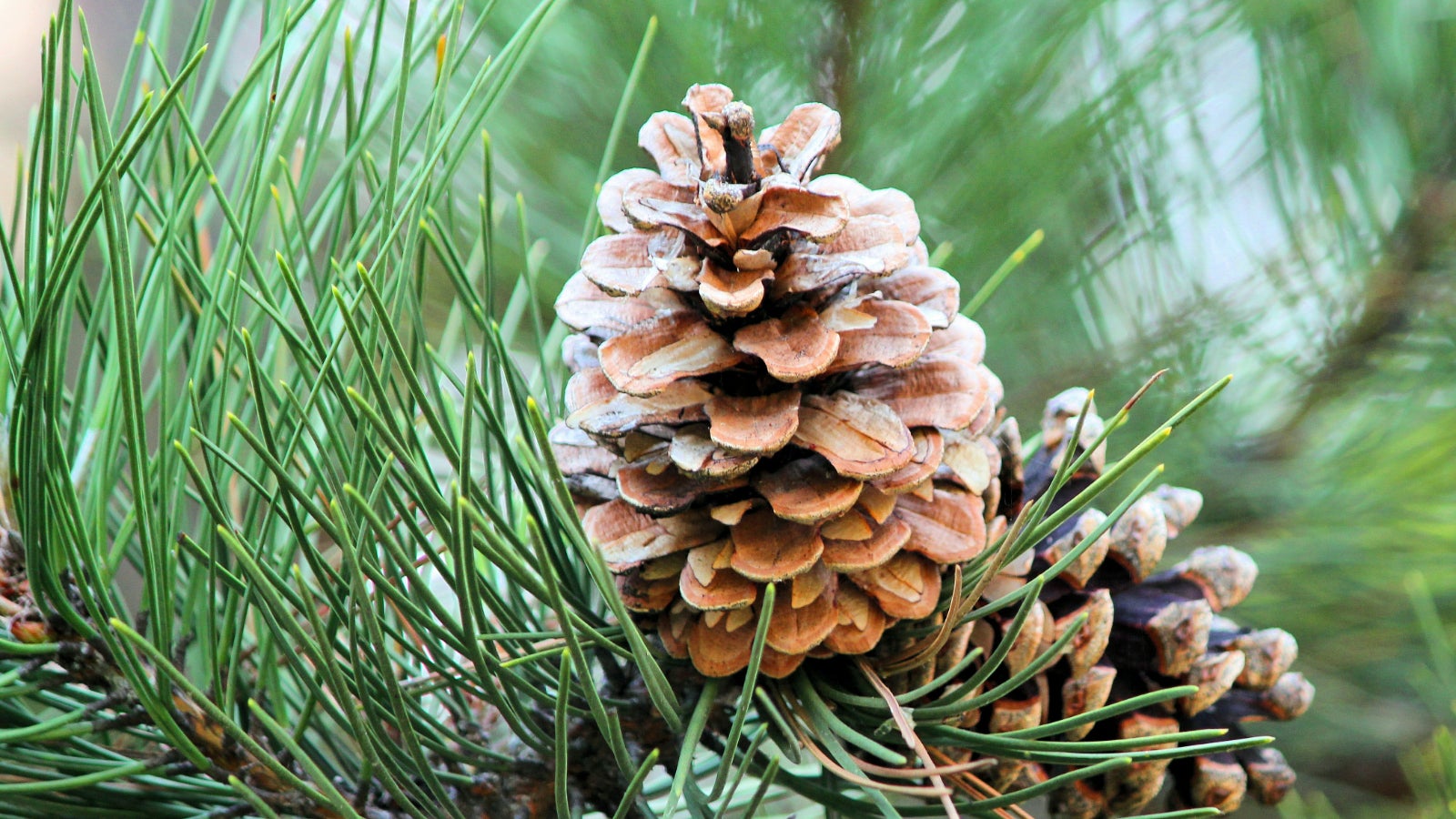 Common Scent May Boost Your Mood, But Only In These Situations