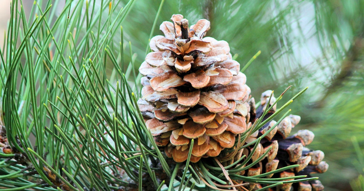 The Scent Of Pine May Boost Your Mood, But Only In The Right Context