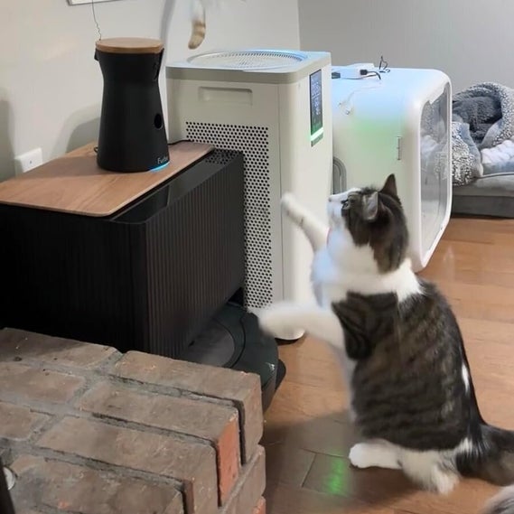 Cyber Week Deals For Cat Owners | HuffPost Life