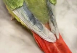 羊毛フェルトで手作りしたインコがリアルすぎる！「生きているように