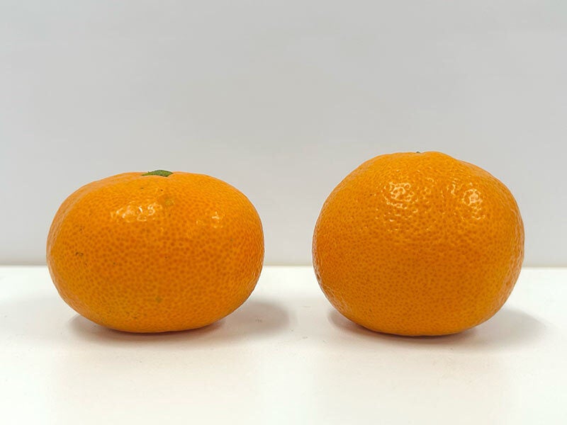 まんまる」と「とん平」、美味しいみかんはどっち？プロが教える5つの