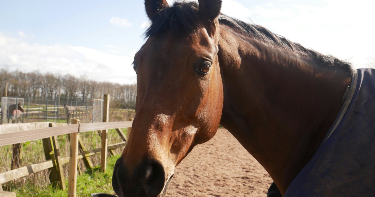 I Just Learned All Thoroughbred Racehorses Share A Birthday, And I Had No Clue