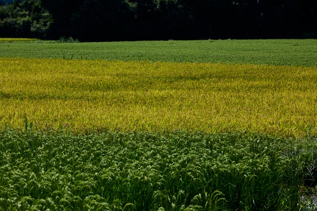 リジェネラティブ・オーガニック農業とは