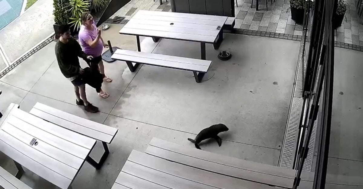 Seal Galumphs Into NZ Bar And Hides In The Strangest Place
