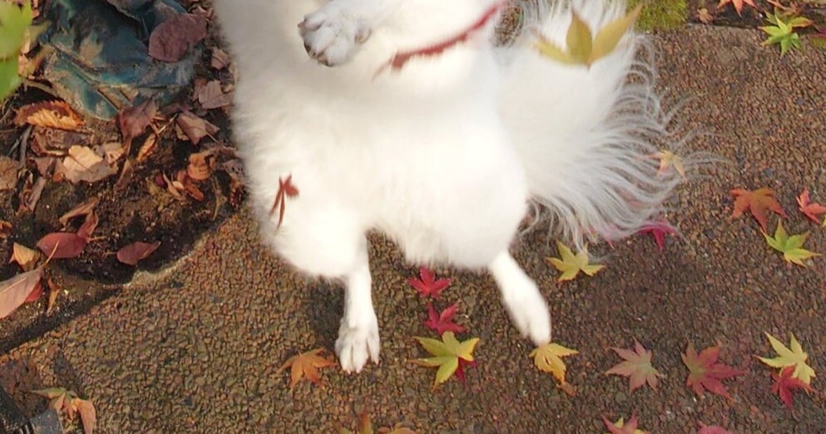 “魔法少女“みたいに紅葉とじゃれる愛犬に…⇨「セーラームーン的なヤツだぁぁぁ〜」「何に変身するんだろ」と反響