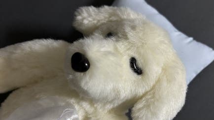 チャイロイコグマのぬいぐるみ」お渡し会が尊すぎると話題に「買わない