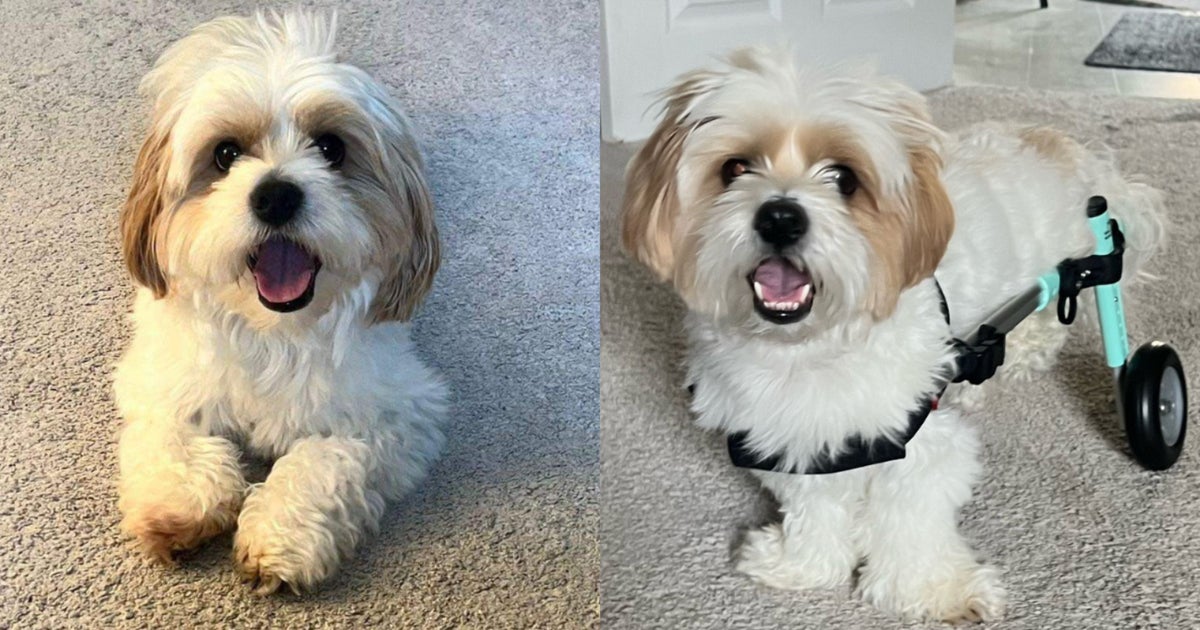 Meet The Team Builders Helping Dogs In Need Get Wheelchairs