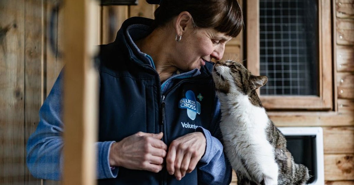 Incredible Blue Cross Cat Foster Carer Has Helped Over 500 Kitties