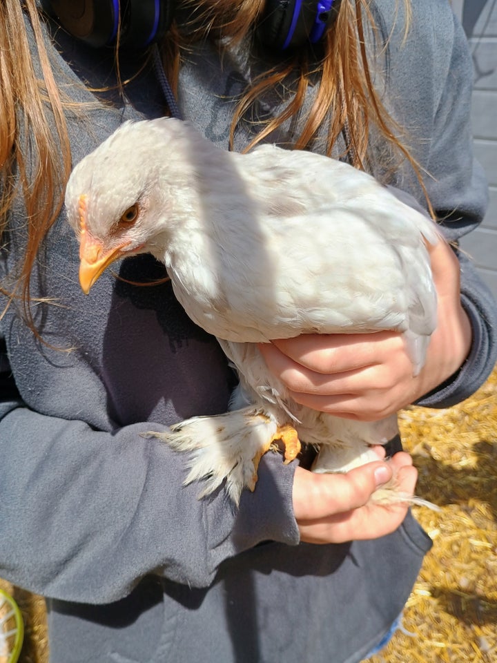 One of the chickens on the author cares for.