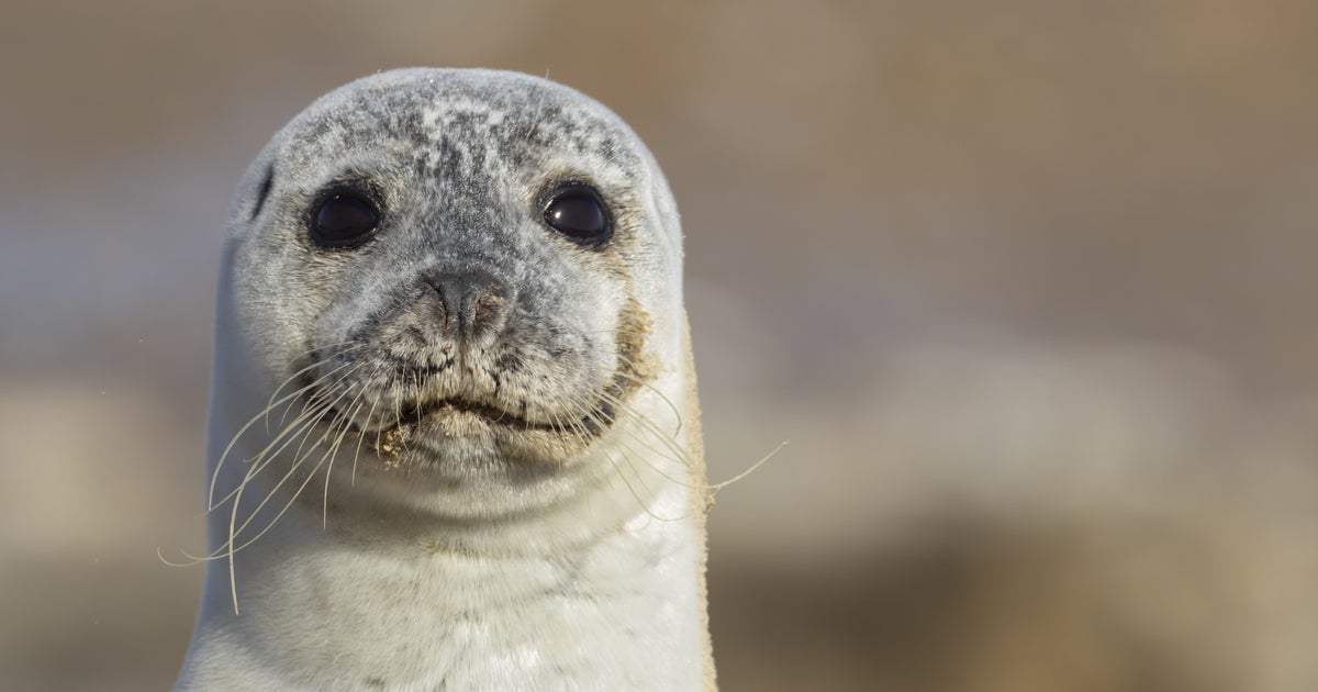 アザラシのヒゲに立派な“つらら”が…帯広動物園の投稿に驚きの声⇨「重