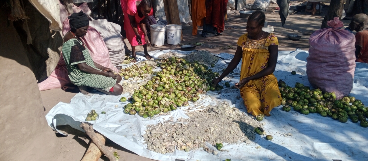 Women dry the roots of water lily pads. Without aid, this and a meager collection of fish from swamplands is all they will have to survive on.