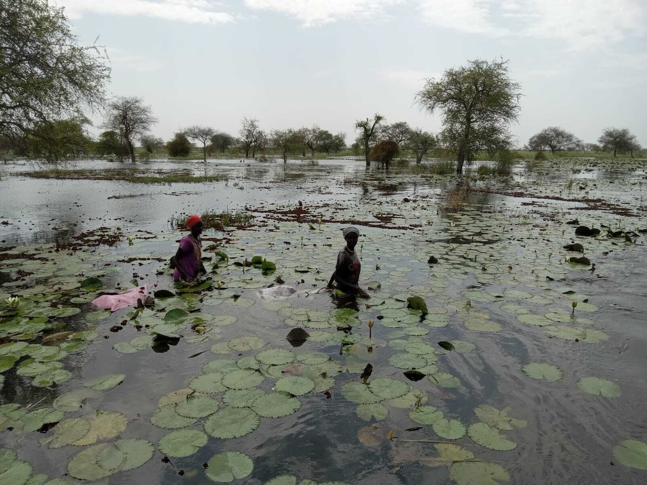 Women collect lily pads from swamps. The seed pods are dried, and then ground into a meal to make porridge. Besides meager fish, it is often the only source of food for thousands of people during times of famine and without aid coming from international donors. 