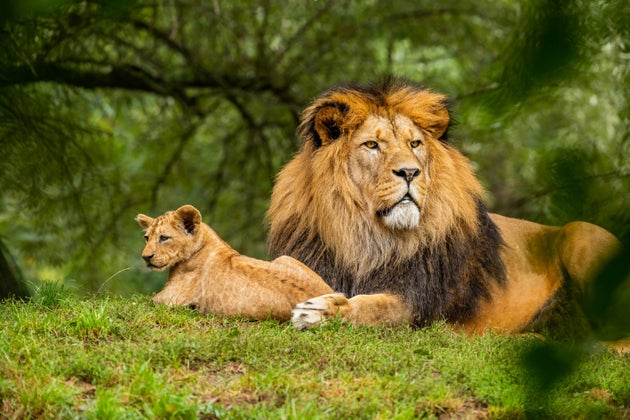 Two lions resting on grass.