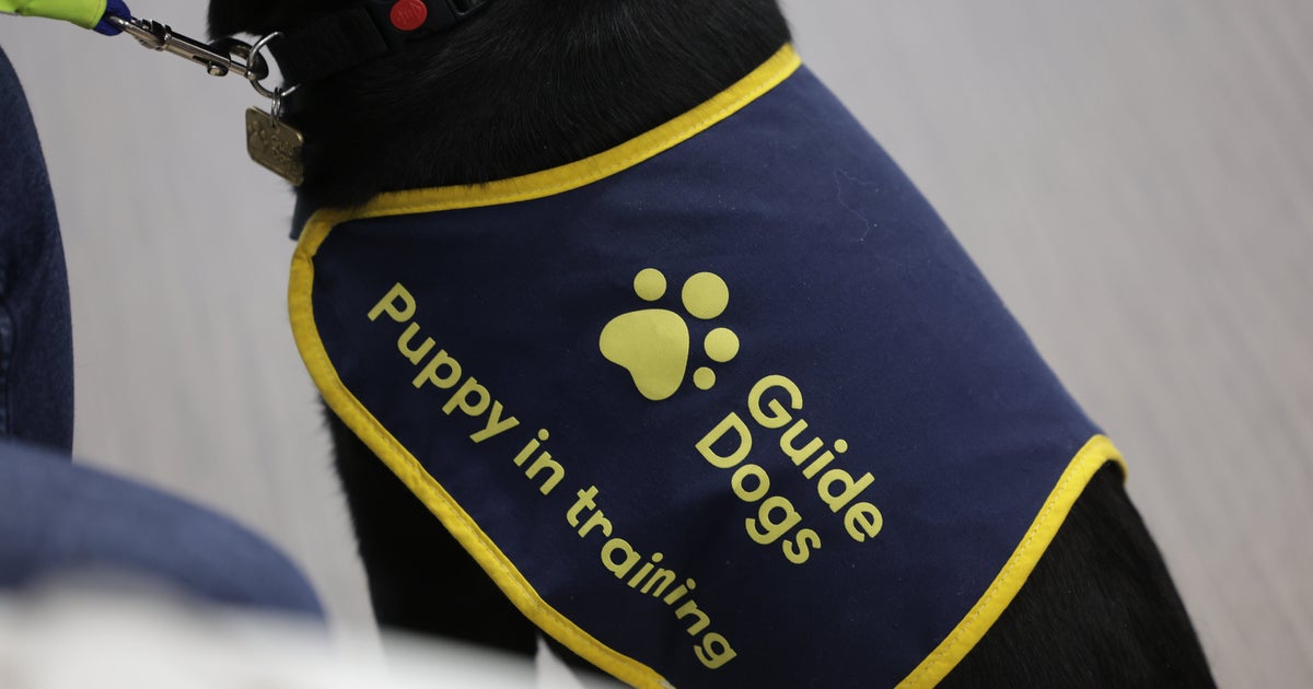 盲導犬がオーケストラの演奏を静かに聴く様子が尊すぎる。訓練中の犬の背中に「泣いてしまう」と反響