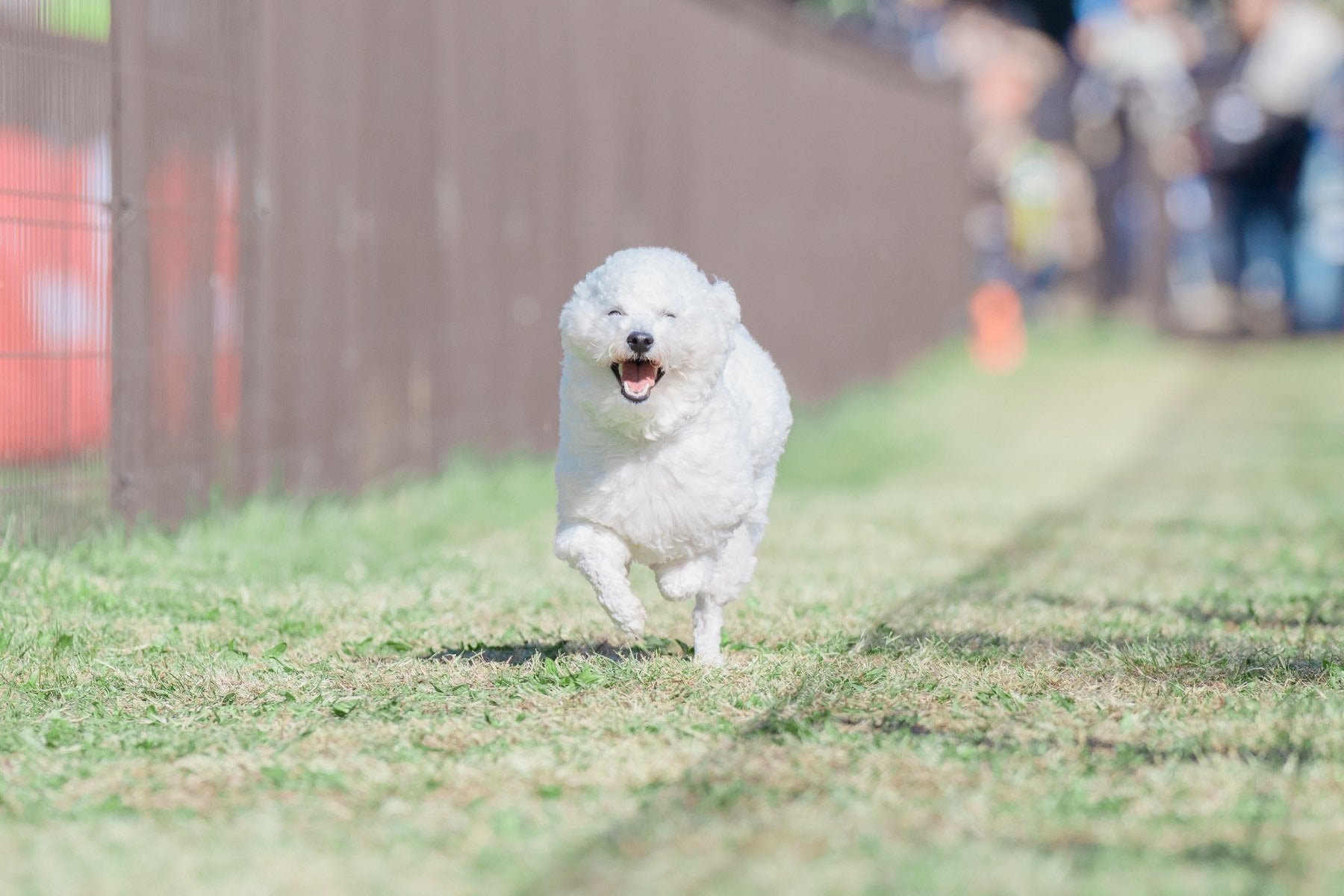 愛犬の“全力走り顔”が完全にゆるキャラ⇨「笑顔輝いてる」「犬に見えない」とネット爆笑