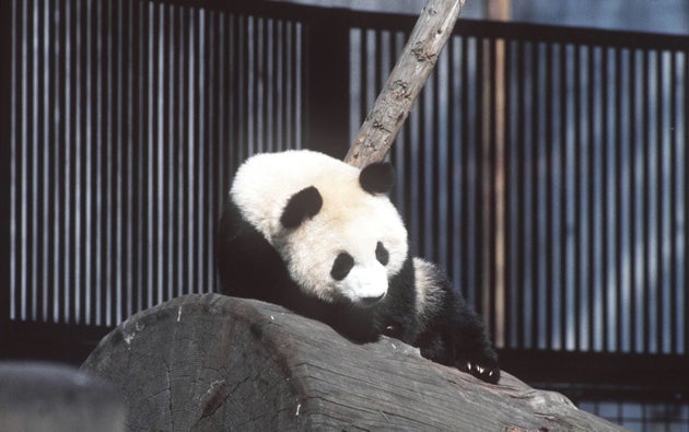 1986年に誕生したパンダのトントン（撮影時1歳）