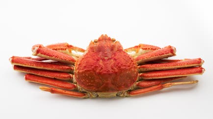 鬼塚雅ってどんな人？ 16歳で最年少優勝、スノーボード世界選手権