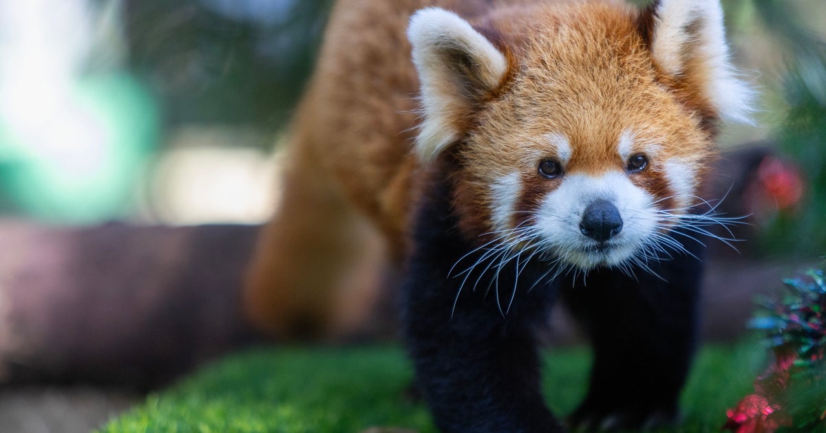 到津の森で話題、レッサーパンダの“錯覚写真”