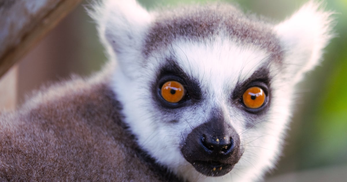 キツネザルの日光浴、2匹のポーズがシンクロすぎると話題に