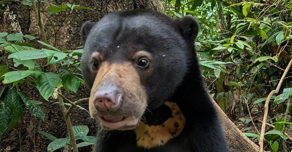 中に人が入っていそうなマレーグマに「仕事終わったー！って呟きが聞こえます」「着ぐるみで出演していませんか？」と反響