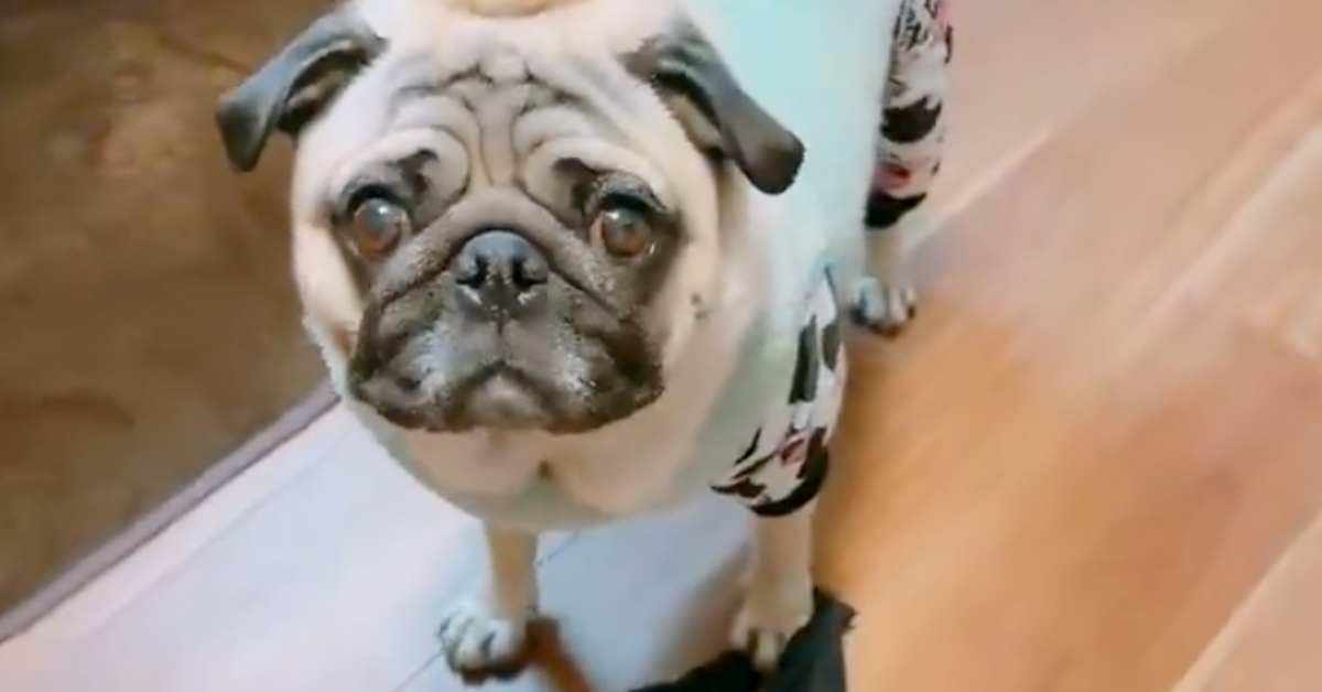 叱る時は“悪いパグ”。名前を守る犬のしつけ術に反響「効果抜群」「目がキラキラするように」