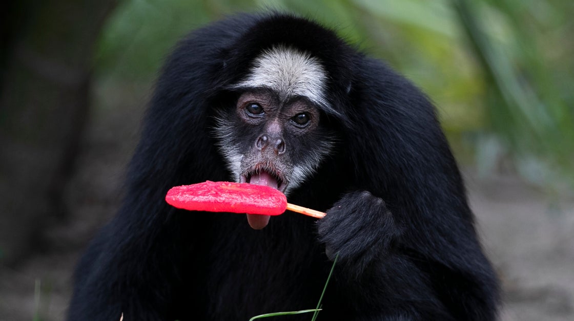 Bioparque Zoo