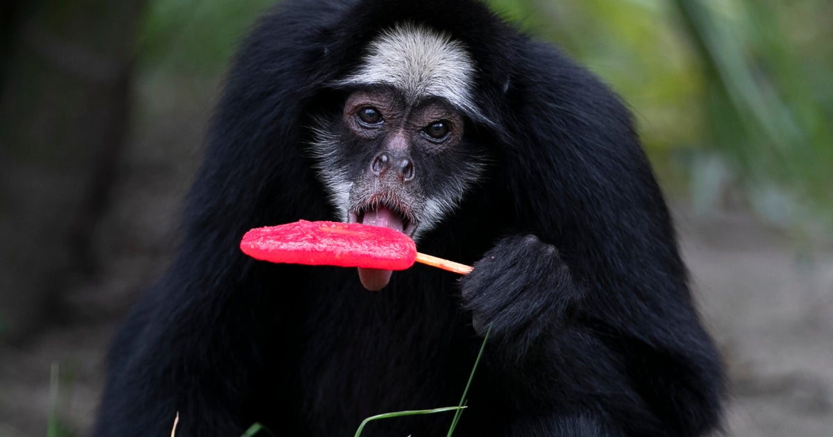 Rio De Janeiro Zoo Animals Are Treated To Popsicles As The Brazilian City Faces Scorching Summer Weather