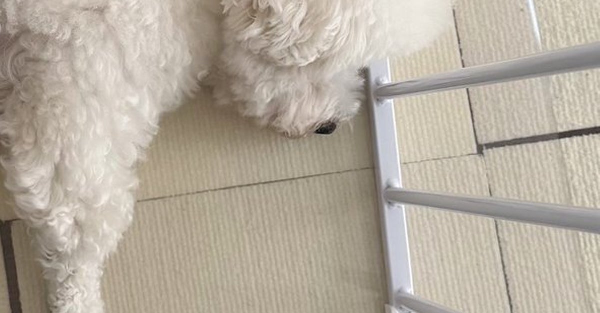 「頭を柵で貫通させて熟睡する愛犬」が話題⇨奇跡の角度と知って、安堵する人も