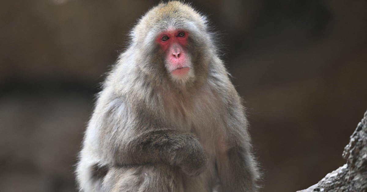 ニホンザルの立ち姿が「パリコレのモデルみたい」「ジョジョ立ち」と話題