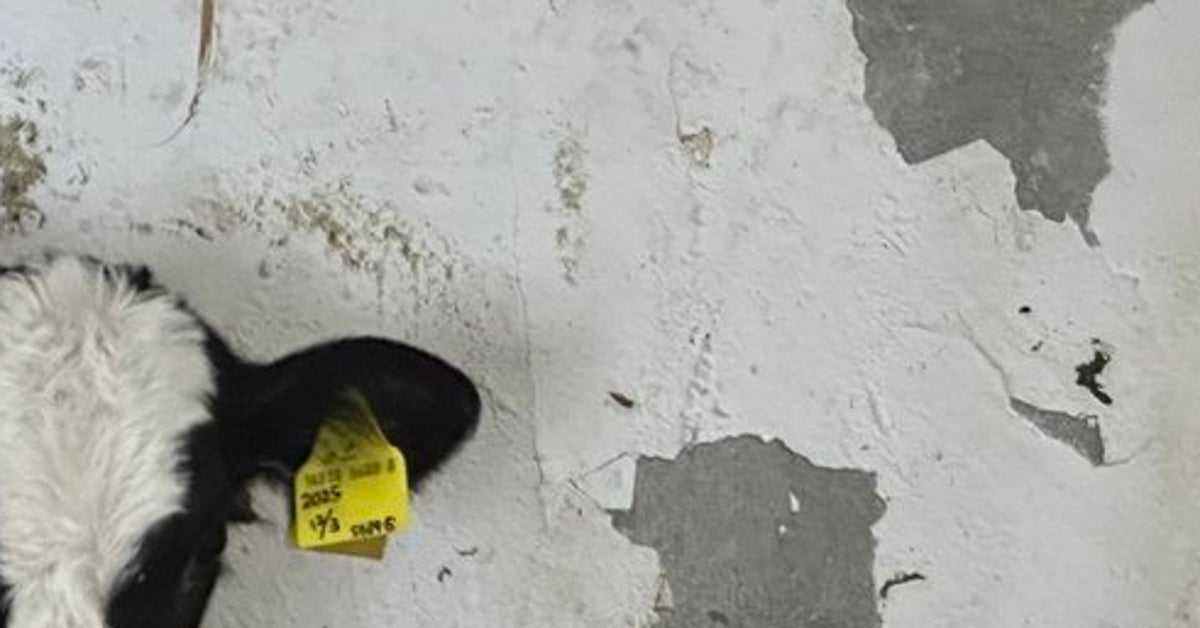 子牛が石炭の壁をかじった跡が「世界地図」みたい⇨「賢い牛」「何か伝えようとしてる」と反響