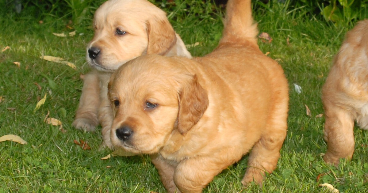 Puppies Revived After Suspected Opioid Overdose To Get Their Happy Ever After