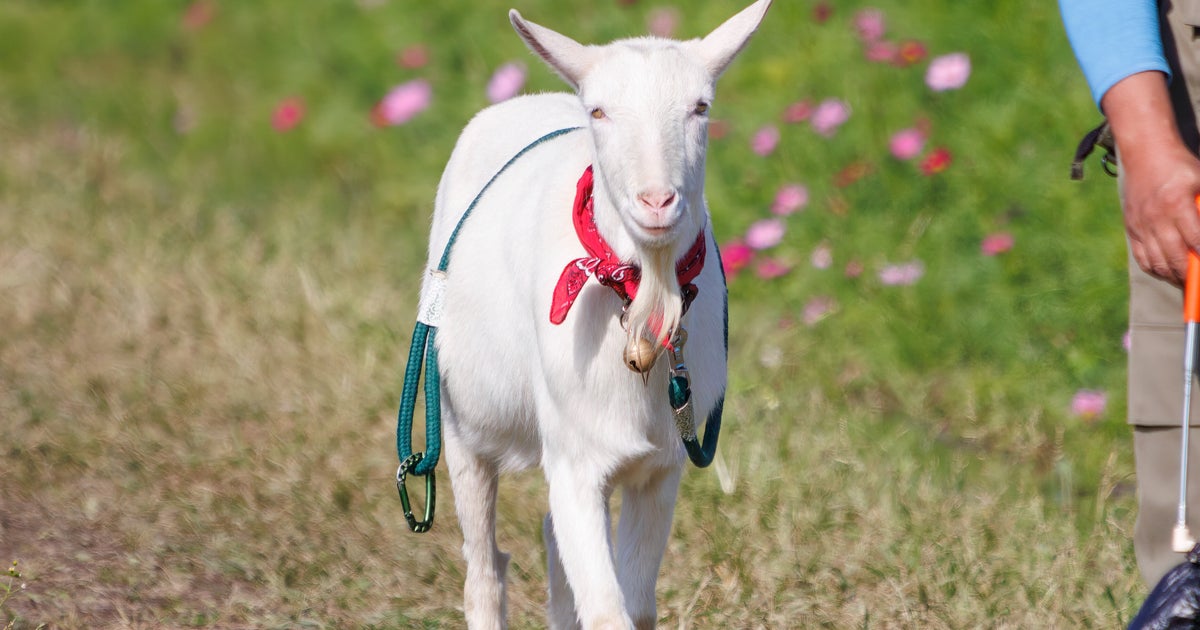 寒い日にヤギがとった行動が可愛すぎた⇨「おててないない」「尊い…」と癒される人続出