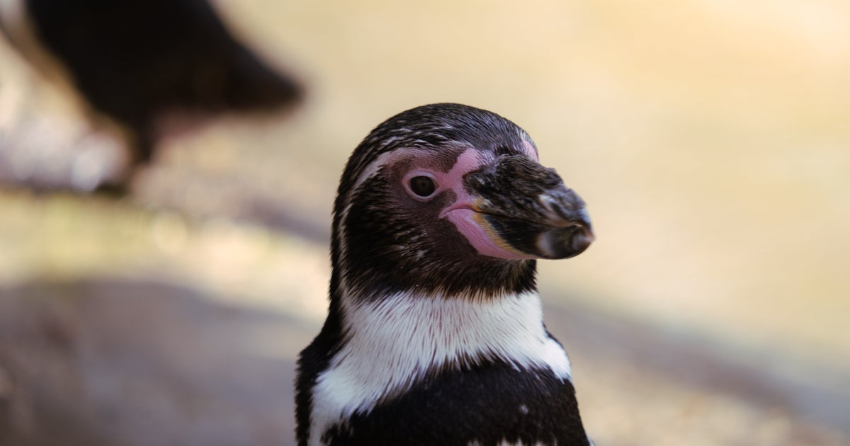 飼育員のあるモノをくわえたペンギンが巣へ走る⇨仲間のペンギンは「あんたこれ、返してき！」2羽の仕草にアテレコする人が続出