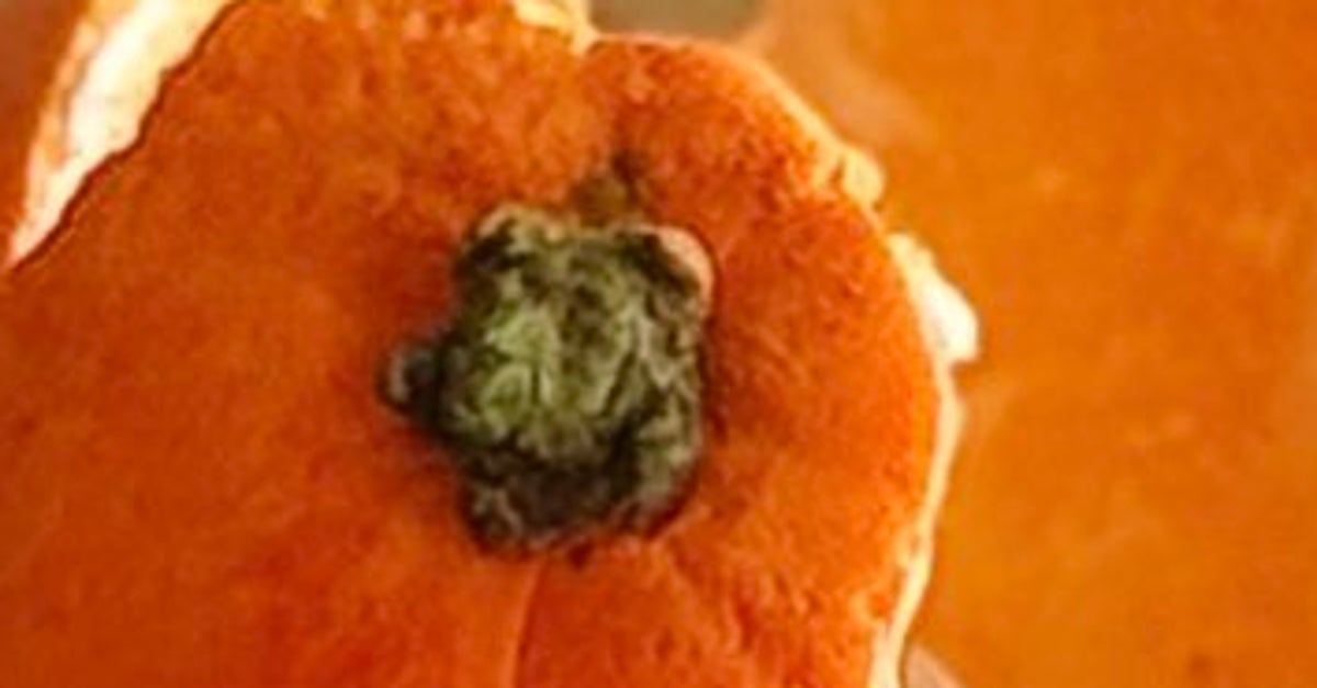 小学生が作った“本物みかん”が話題に 粘土の魅力