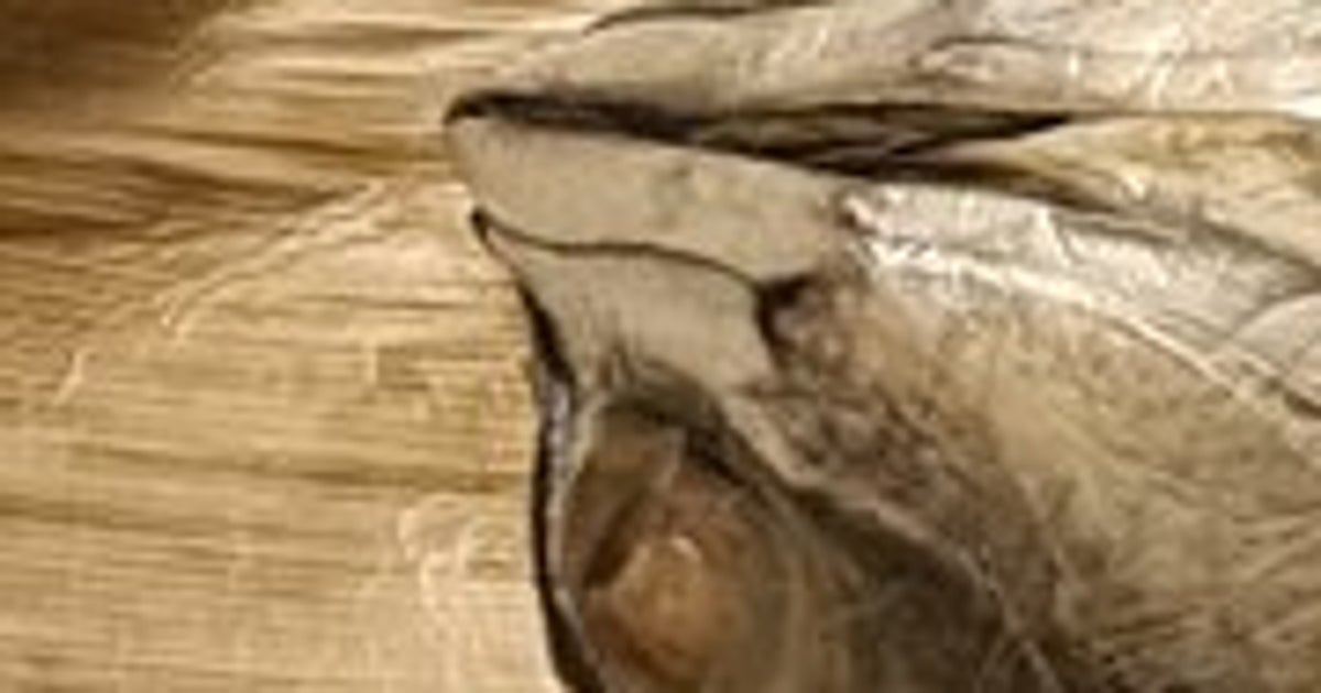 高知名物『鯖寿司』の圧巻の見た目、弁当というより「実質、鯖」。東京・新宿の『全国うまいもの大会』で買った駅弁が豪快すぎて話題