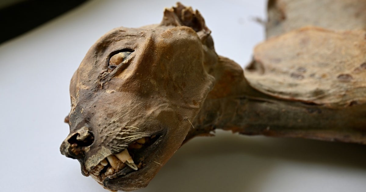 Ancient Mummified Cheetahs Found In Saudi Caves Shed Light On History