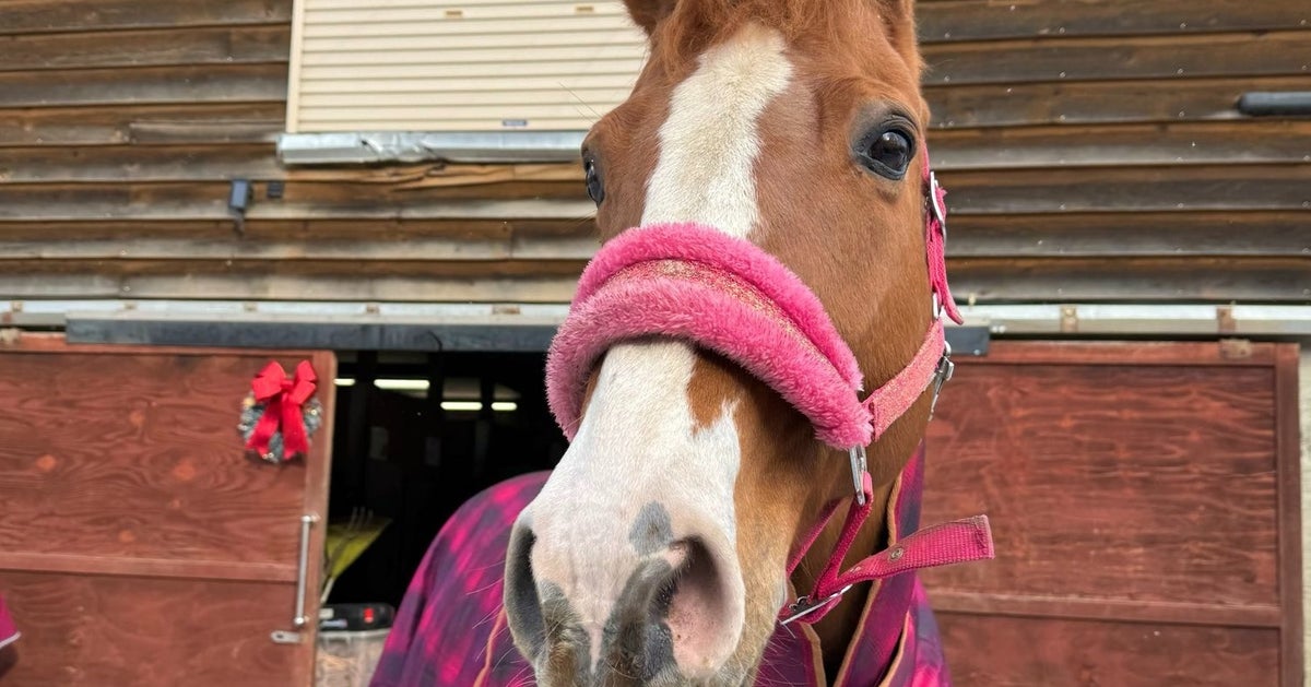 引退競走馬たちの“放牧タイム”が尊い⇨1億円ホースから未出走馬まで仲良し「みんな平等」と共感の声