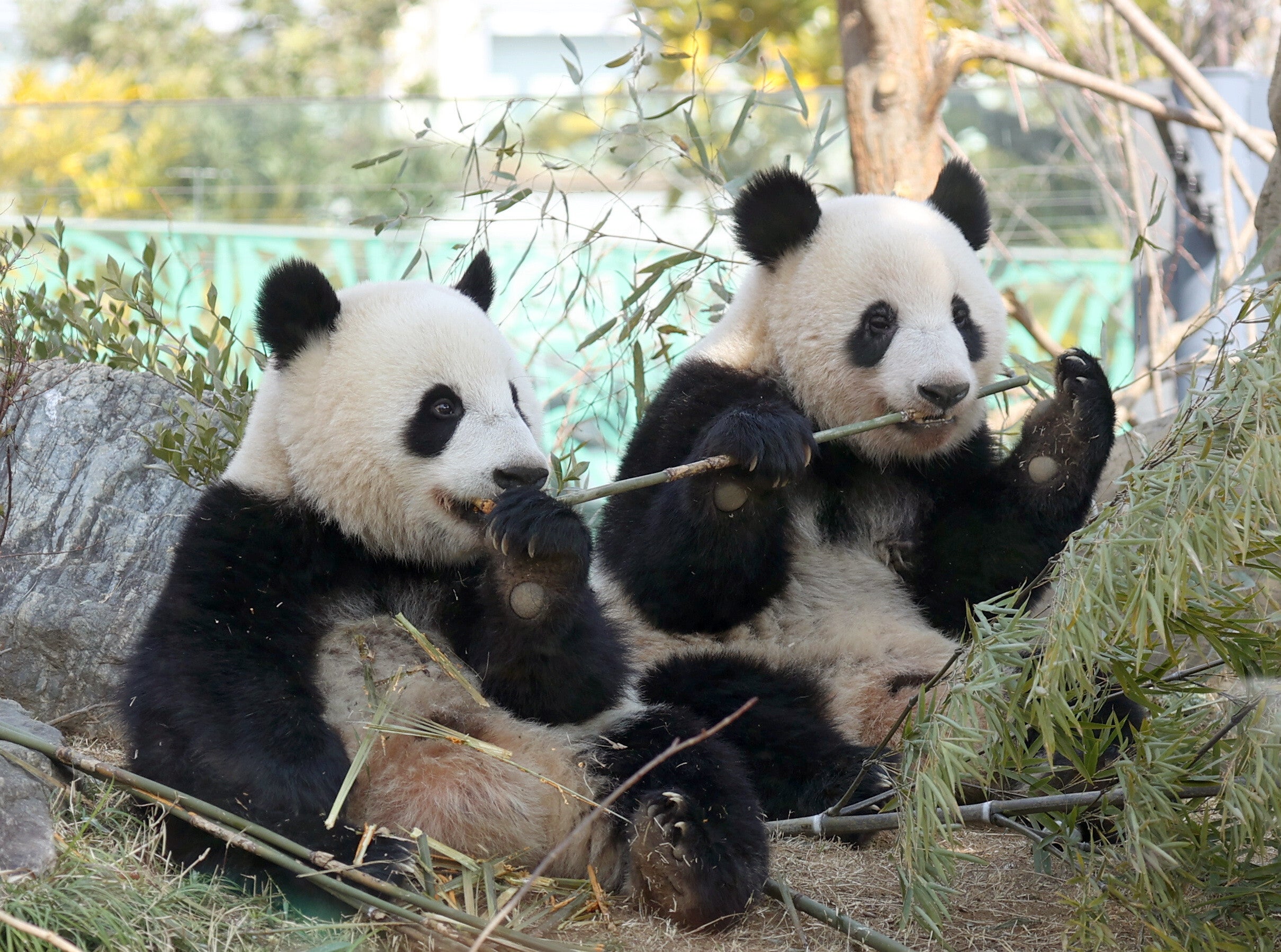 上野動物園　パンダ　記念乗車券　【期限切れ】シャンシャン　シャオシャオ　レイレイ 0e959618a6e00e4f65b6b371f1a887