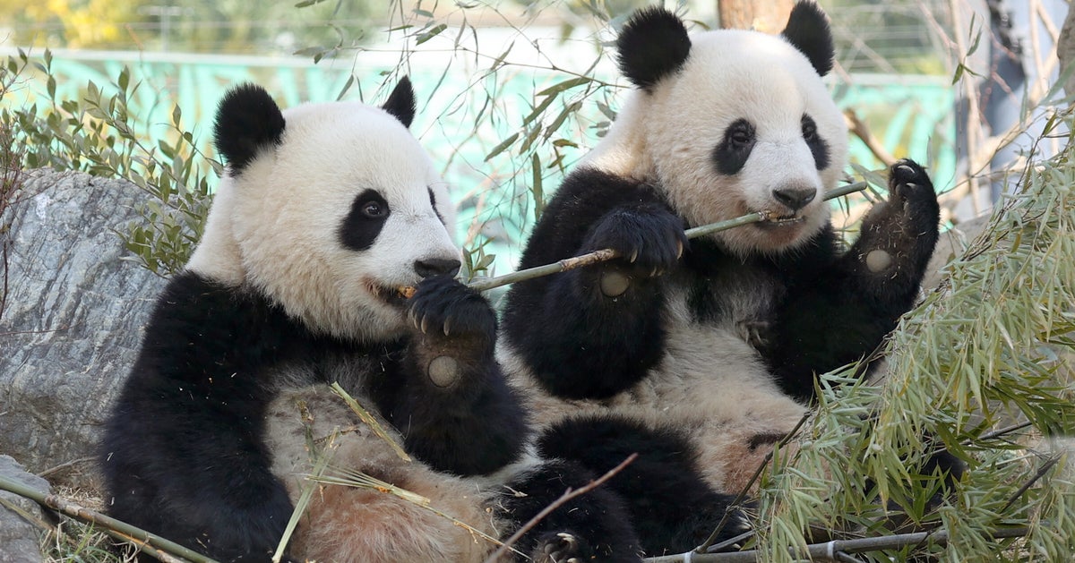 京成電鉄、上野動物園の“双子パンダ”記念乗車券を期間限定発売⇨27日中国へ帰還。販売駅はどこ？